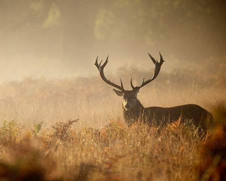 The Trophy Hunter 🔥 Up to $400+ in Gear!